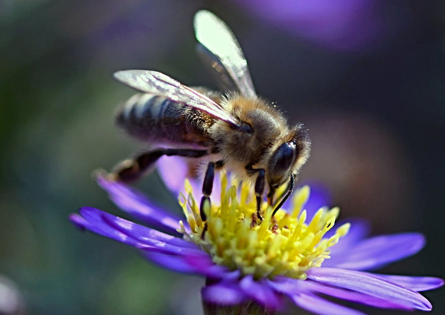 Wo Schweine zu Bienenrettern werden