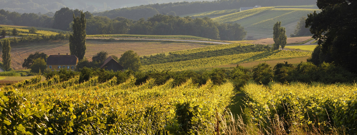 Betriebe / Weingut Pock