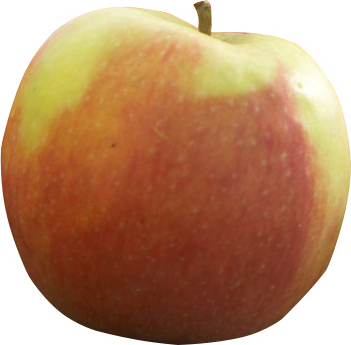 Obstbau Haas BIO Braeburn - 1 kg