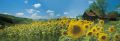 Sonnenblumenlandschaft, Sonnenblumen Landschaft