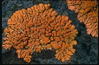 Xanthoria elegans 