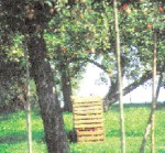 Apfelernte auf einer Streuobstwiese in Takern (1980).