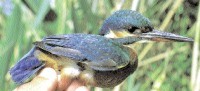 Eisvogel bei der Beringung.