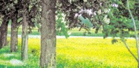 Blühendes Rapsfeld.