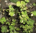 Marsilea Quadrifolia