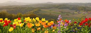 Sonnenblumen, blauer Himmel, Sonnenblumenfeld, Wiesen, wiesengrün