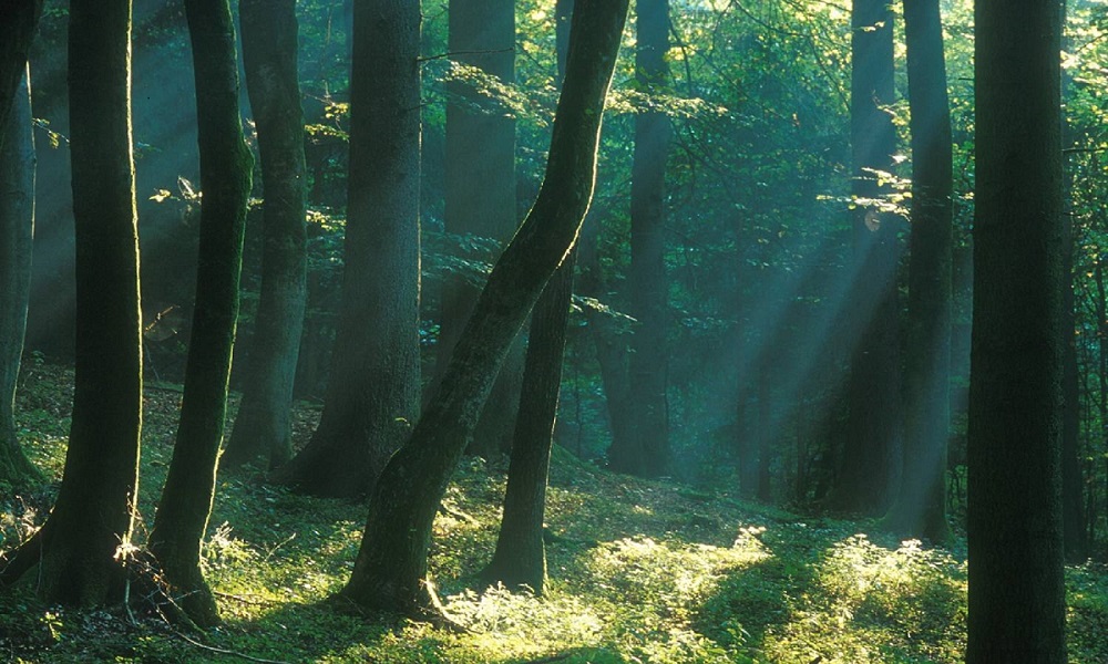 Waldcharta04
